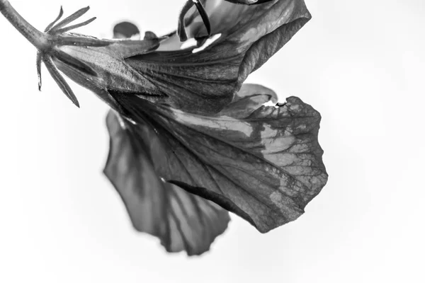 Yeşil doğa arka plan üzerinde kırmızı çiçeği tropikal hibiscus parlak pembe büyük çiçek.