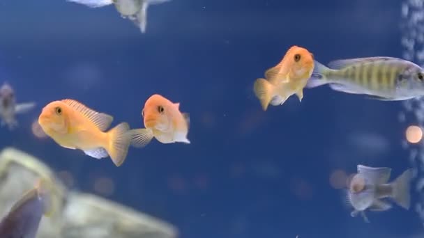 Peces amarillos en el acuario — Vídeo de stock