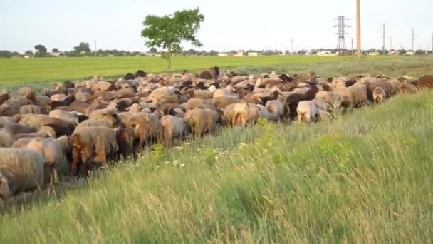 Стая овец возле дороги — стоковое видео