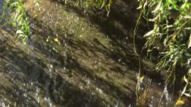 Ağaç dalları su Nehri üzerinde