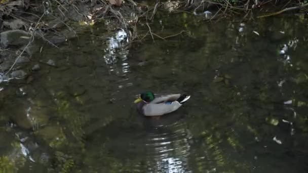 Canards sauvages sur la rivière seul — Video