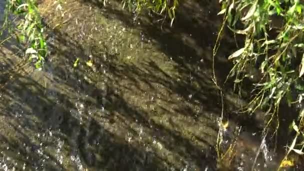Branches d'arbres au-dessus de l'eau rivière — Video