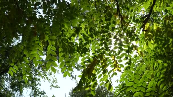 Prachtige glans van de zon door het blazen op wind boom groene bladeren — Stockvideo