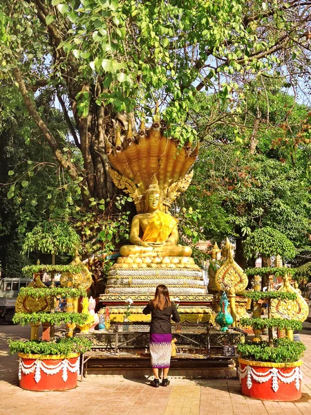 Imagem de Buda sob a árvore no laos — Fotografia de Stock