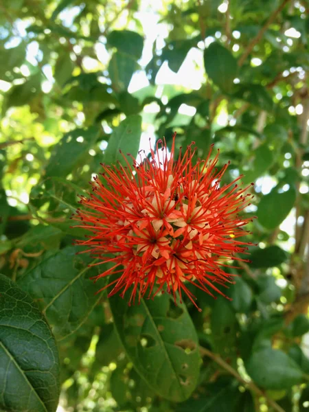 Flowering Combretum Constrictum Bush Red Flower Stamens Thailand Powder Puff — Stock Photo, Image