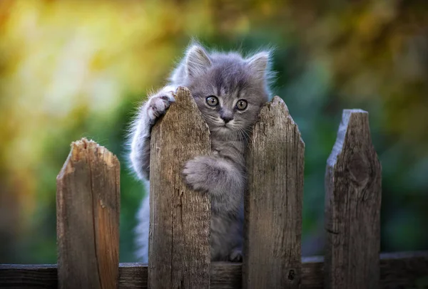 Kedi çimenlerde yürüyor.