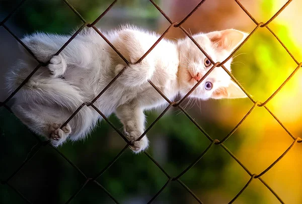 Gatto che cammina sull'erba — Foto Stock