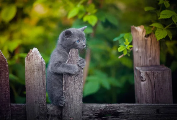 Kedi çimenlerde yürüyor.