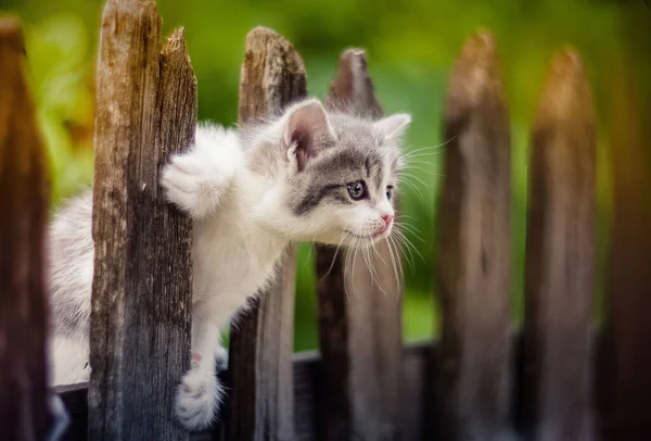 Kedi çimenlerde yürüyor.