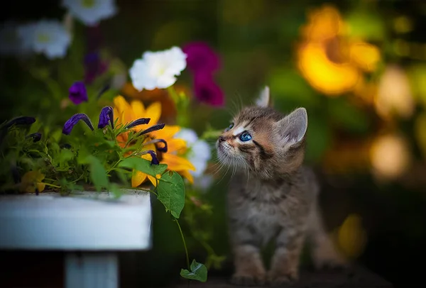 Kedi çimenlerde yürüyor.