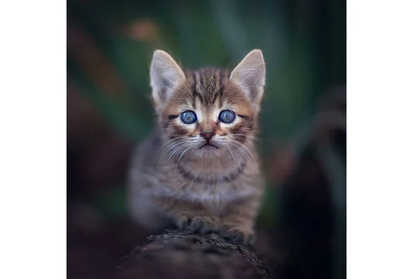 Kat loopt op gras — Stockfoto