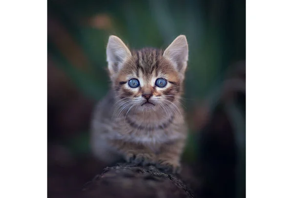 Kedi çimenlerde yürüyor.