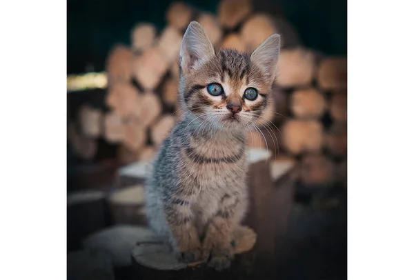 Kedi çimenlerde yürüyor.