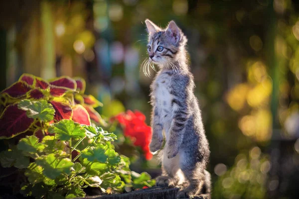 Kedi çimenlerde yürüyor.