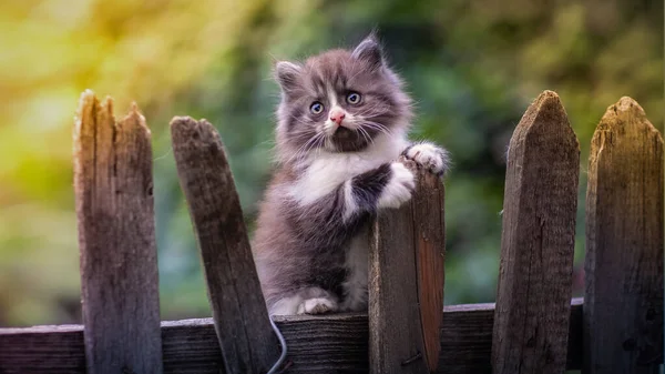 Kedi çimenlerde yürüyor.