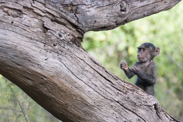 Смешная обезьянка в боксерской позе на дереве — стоковое фото