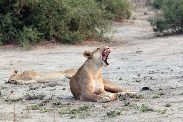 Bocejando leoa de boca aberta, encontra-se na savana africana — Fotografia de Stock