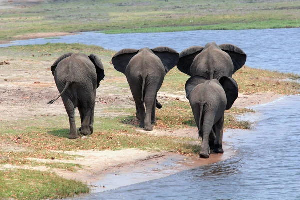 Família de elefantes deixando um buraco de água, visão traseira — Fotografia de Stock