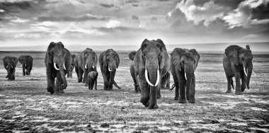 Aile grup fotoğrafçı, Afrika savana üzerinde yürüyen fil