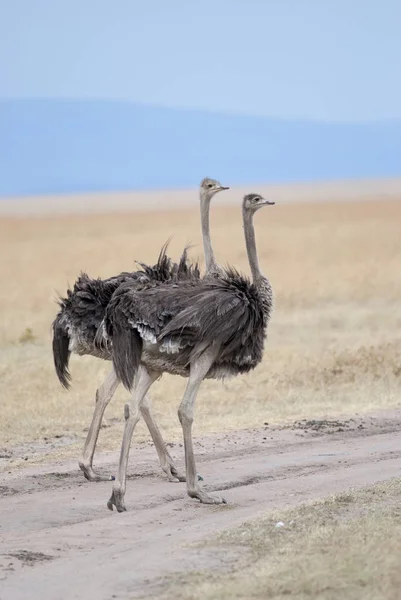 Afrika savana duran iki deve kuşu
