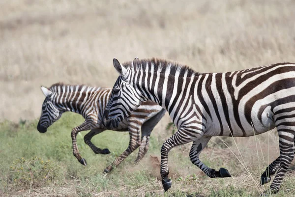Uruchomiona na afrykańskiej sawannie zebry — Zdjęcie stockowe