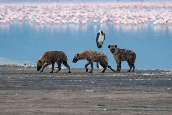 Tres hiena triste caminando en la orilla del lago después de una caza infructuosa —  Fotos de Stock