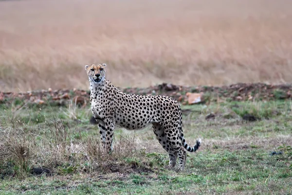 Cheetah de pie en la sabana y mirando hacia fuera para la presa —  Fotos de Stock