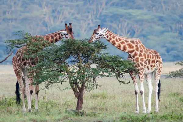 Dwóch dorosłych żyrafa w afrykańskiej sawanny — Zdjęcie stockowe