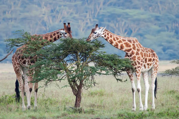 Afrika Savannah iki yetişkin zürafa
