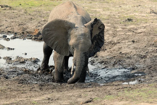 Elefante bebé bañándose en el barro — Foto de Stock