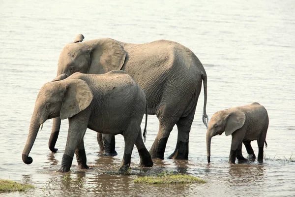 Elephant family walking along the river — Stock Photo, Image