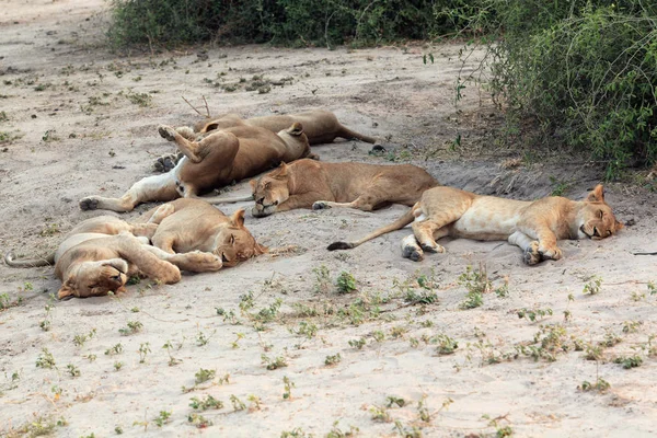 Grupo, familia durmiendo leona en la sabana africana —  Fotos de Stock