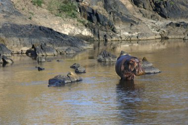 Masai Mara Nehri ayakta poz su aygırı ile manzara