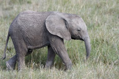 otların arasında Afrika Savannah'ın üzerinde yürüme şirin bebek fil
