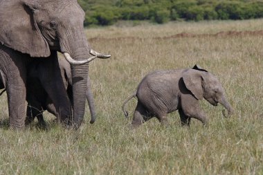 bebek fil onun anne fil Afrika Savannah'ın üzerinde yürüme ile