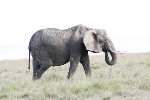 Elefantenweibchen frisst Gras in der afrikanischen Savanne — Stockfoto