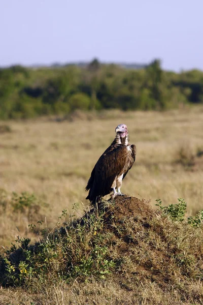 Geier auf einem Hügel in der afrikanischen Savanne — Stockfoto