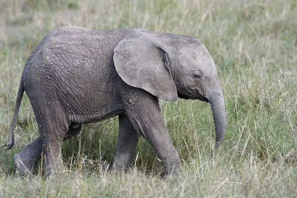 otların arasında Afrika Savannah'ın üzerinde yürüme şirin bebek fil