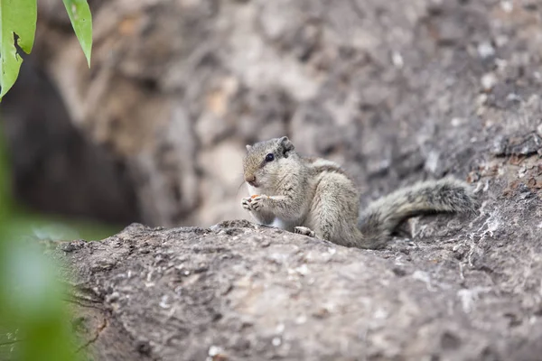 Assis sur un rocher manger chipmunk — Photo