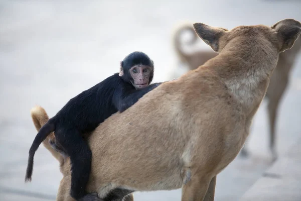Обезьяна шимпанзе сидит на уличной собаке и играет с ней — стоковое фото