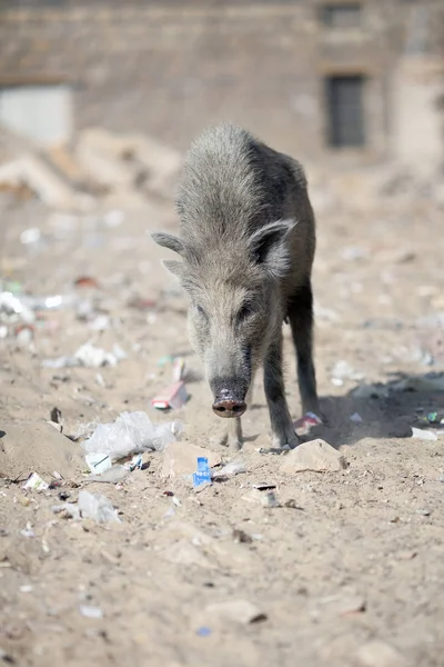 Porco selvagem na rua da cidade indiana — Fotografia de Stock
