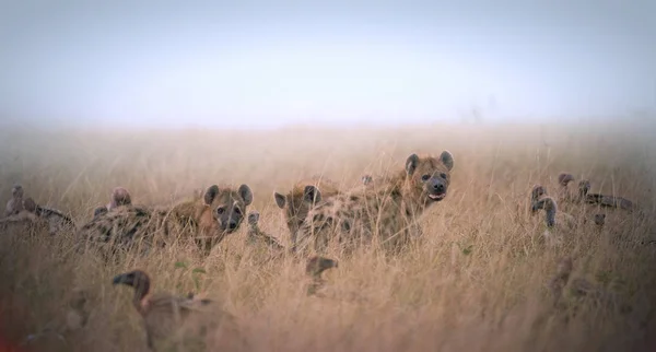 Grupa hieny i sępy jedzenie szczątki zwierzęcia w trawie — Zdjęcie stockowe