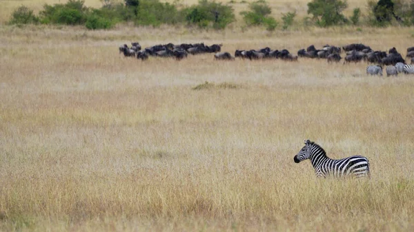 Zebra stojący na trawie z afrykańskiej sawanny na tle stada GNU GNU — Zdjęcie stockowe