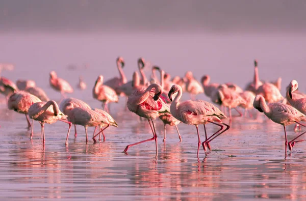 Groupe de flamants roses debout dans l'eau au coucher du soleil rose sur le lac Nayvasha — Photo