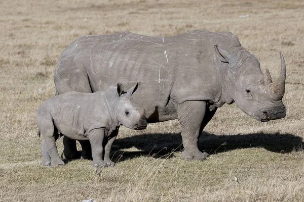 Samice nosorožce s mládětem stojící v africké savaně — Stock fotografie