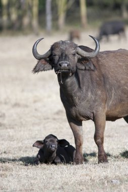 Afrika savana bir buzağı ile kadın buffalo