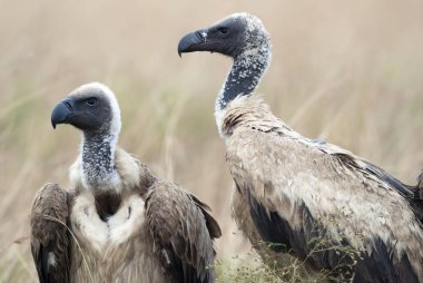 Leş yiyiciler akbabalar Afrika Savannah portresi