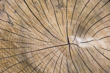 Arka plan, büyük bir ağaç kesme doku