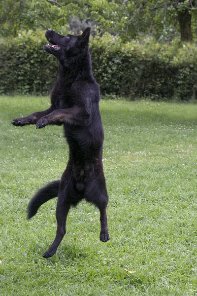 Berger mâle noir sautant et jouant avec le propriétaire — Photo