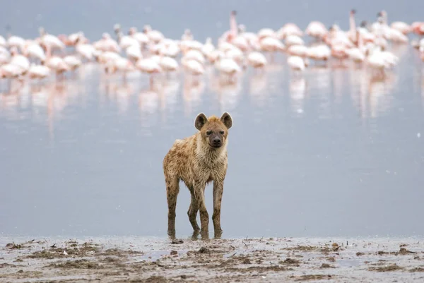 Hieny stoi nad brzegiem jeziora, na tle stada flamingów — Zdjęcie stockowe